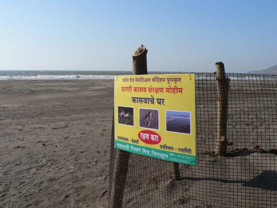 Sea turtles hatchery, Kelshi, Maharashtra 